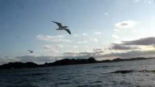 Gaviotas en la bahía de Matsushima