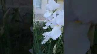 Белые ирисы возле дома