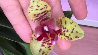 Мои орхидеи 🌸 Две азиаточки и сюрприз 🫢