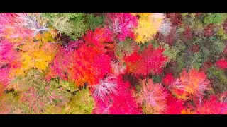 Heal Your Mind With Relaxing Music Sleep Music and Excellent Video || Biny Music