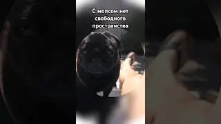 мопс и свободное пространство #шортс #мопс #юмор