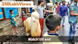 Kota Andul Aggressive Goat | Most Aggressive Goats Deonar Bakra Mandi 2021 Update |