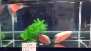 Salmon sushi swimming toy in aquarium