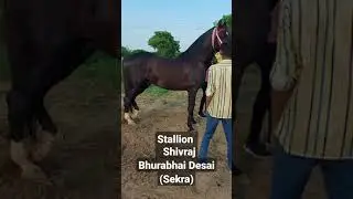 stallion shivraj: