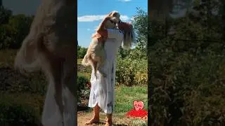 #shorts 😣💋Любовь она такая😂🌹