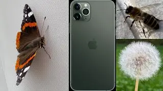 iPhone 11 Pro Macro Photography
