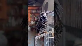 Good Morning Wordy Birb
