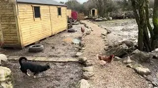 Flying Chickens