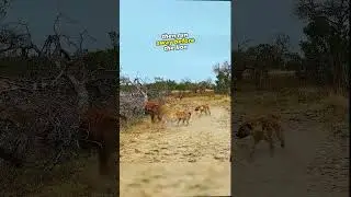 Lion Attacked Hyenas😱