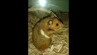 Try not to laugh  Hamster eating a radish