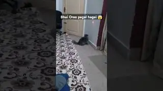 kis cheez kay peechy bhag rahi hy ye🤣#shortsvideo#funny#trending #shortsfeed #pets #fypシ゚viral #fyp