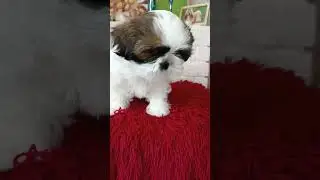 Девочка ши-тцу 🥰🥰🥰 