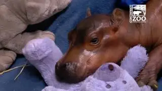 Premature Hippo Baby Getting 24 Hour Care - Cincinnati Zoo