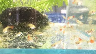 Baby guppies and water fleas