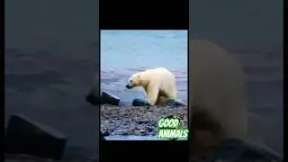 Белый медведь нападает на моржа 