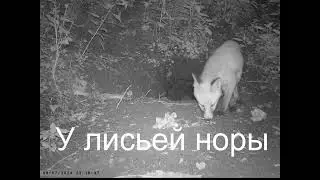 У лисьей норы.