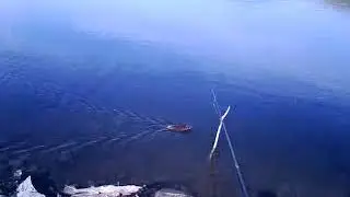 Рыбнадзор