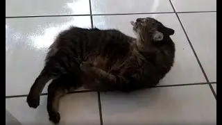 Cat is too fat to lick itself