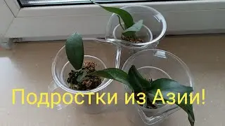 Распаковка посылки с подростками орхидей!#Первый полив🌿