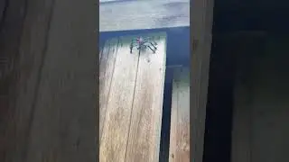 Giant spider. OMG! #shorts