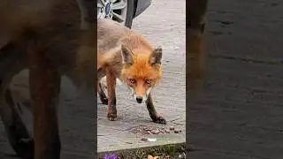Golden Eyes Philip 🦊