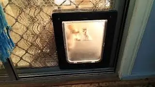 Sammi - Day 07 - Sammi VS Catflap - Part 03 - after days of training