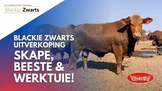 Skape, beeste én werktuie! | Blackie Zwarts uitverkoping