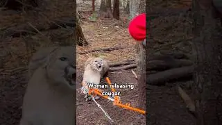 My Wife Releasing a Trapped Mountain Lion 