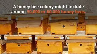 How long do bees live?