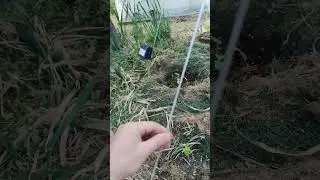 огурцы ёлочкой