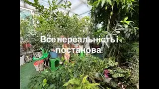 Нереальність і постанова, обзор споруди та рослин