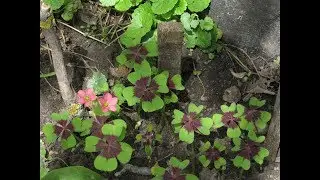 Oxalis deppei. Lighting, watering, fertilizing, replanting. Care in winter.