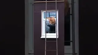 #котик спускается