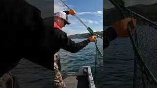 Her FIRST Ever Chinook Salmon!