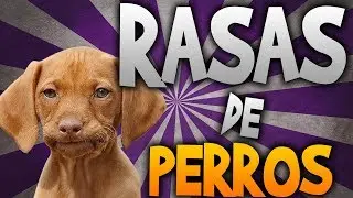🐶RASAS DE PERROS🐶 [PLAY]