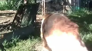 Наши собаки бегают в огороде - НЕМЕЦКИЕ ОВЧАРКИ 🐶🐺 Часть 2