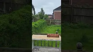 Checking out King Kenny on the Fence