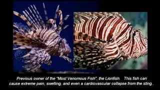 World's Most Poisonous Fish