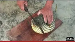 Live Fugu Pufferfish Indonesian