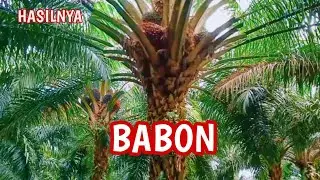 SAWIT BUAH BABON