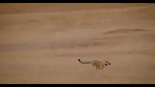 The Return of Swift Fox Official Trailer
