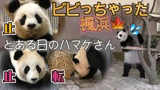 【受け継がれしフリーズ🧊】楓浜のビビリジャンプ！🍁母娘のフリーズ競演w【親子パンダ】Giant Panda -Rauhin ,Yuihin ,Saihin,Fuhin-