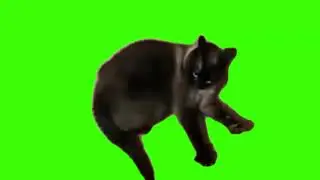 green screen cute cat running in place