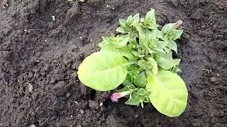 ПЕТУНИЯ И ТАБАК