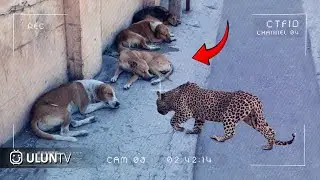 SCARY Caught on CCTV!! Moments when a Leopard Attacks a Pet Dog While It's Sleeping Well