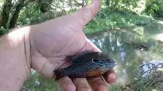 How to Catch Shiners for bass fishing 