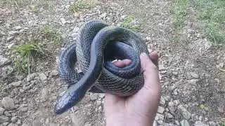 Good sized male Rat Snake in Hart County KY - 19 May 2024