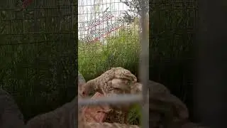 Обновление после  пероеда! 