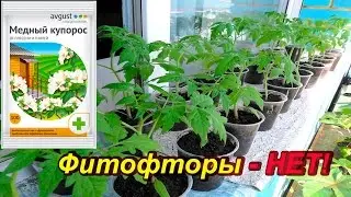 Seedlings and copper sulfate against late blight on tomatoes
