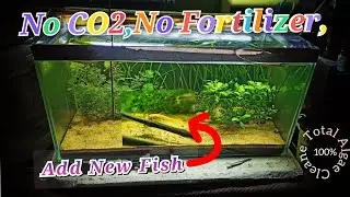 ADD NEW FISH 🐠😜 TOTAL ALGAE FREE  MY LOW TECH PLANTED TANK